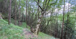 RUSTICO